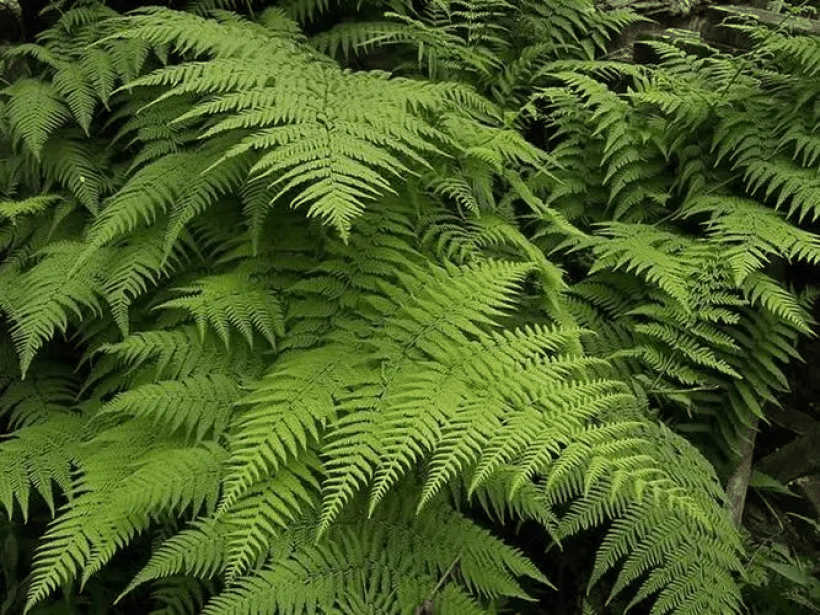 植物史