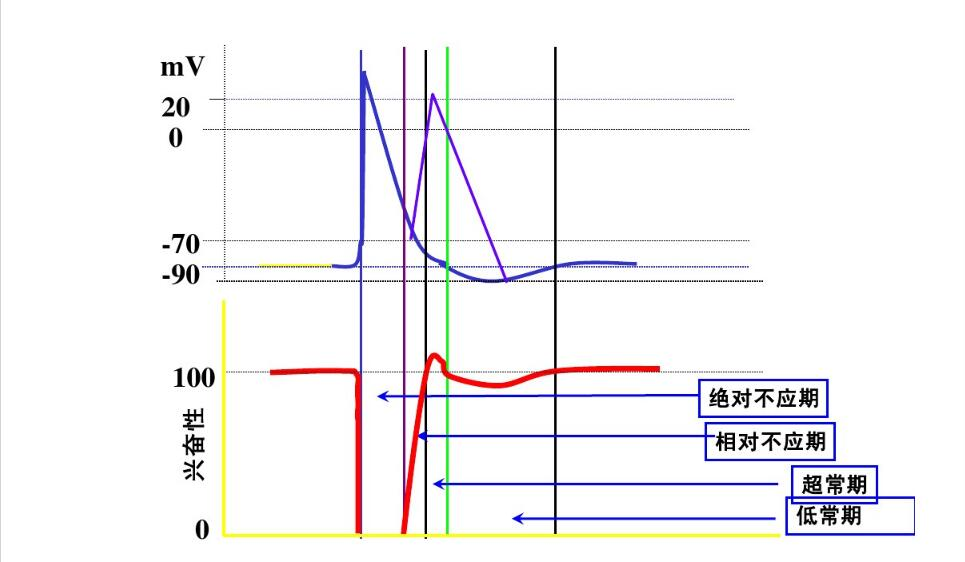 刺激 (生理学)