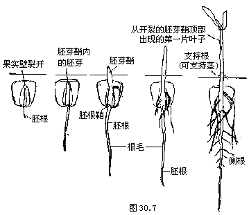 胚根