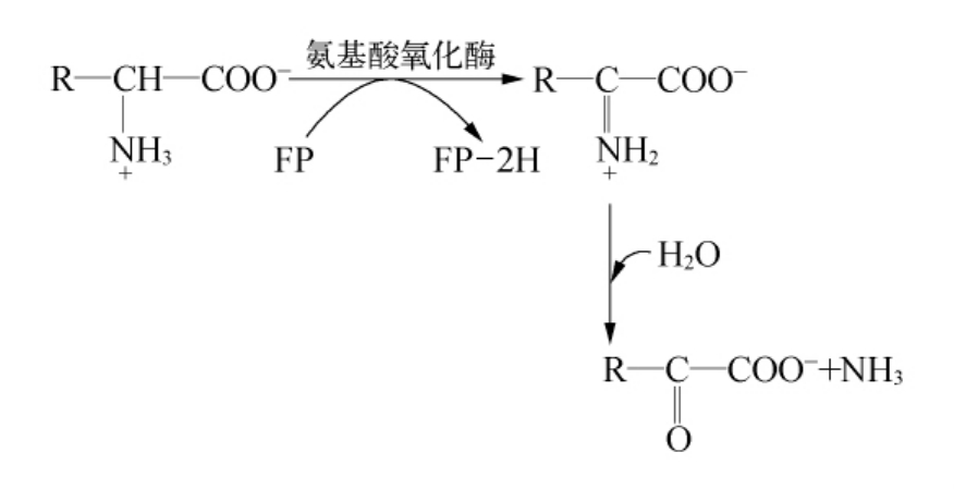 黄素氧还蛋白