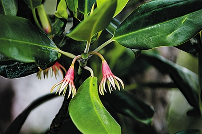 胎生植物