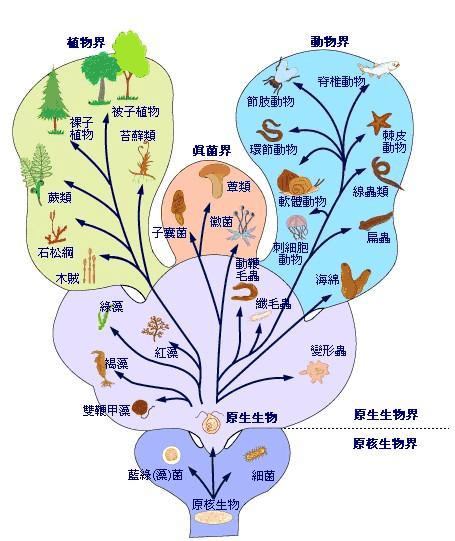 植物分类学