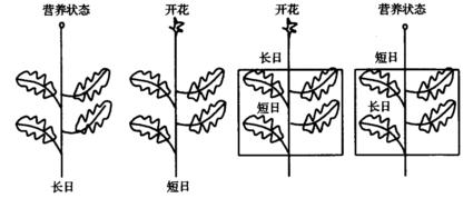 光周期现象