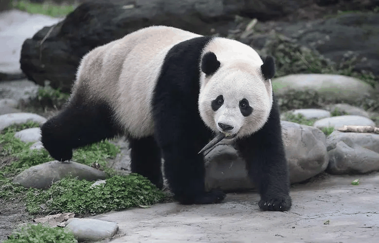 中国大熊猫保护研究中心