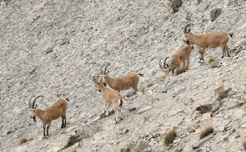 塔什库尔干野生动物自然保护区