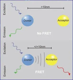 荧光共振能量转移
