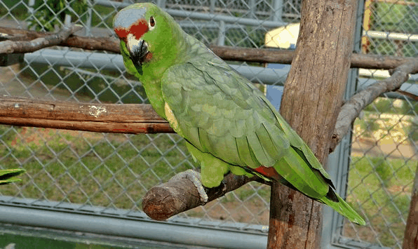 桤木亚马逊鹦鹉