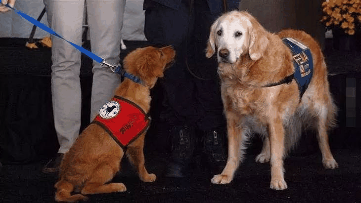 布列塔尼 (搜救犬)