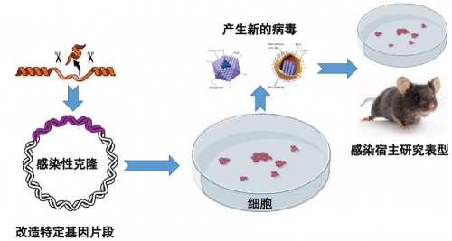 基因改造病毒