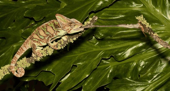 原生物种