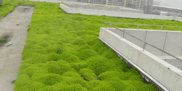 绿化屋顶