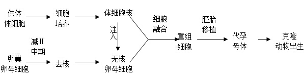 体细胞核移植