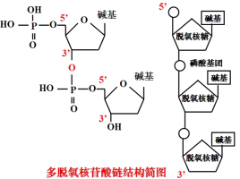 重叠延伸聚合酶链式反应