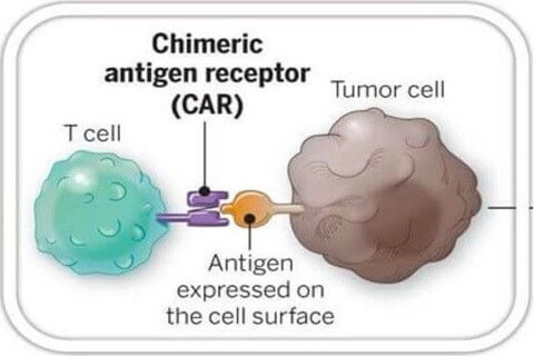 嵌合抗原受体T细胞
