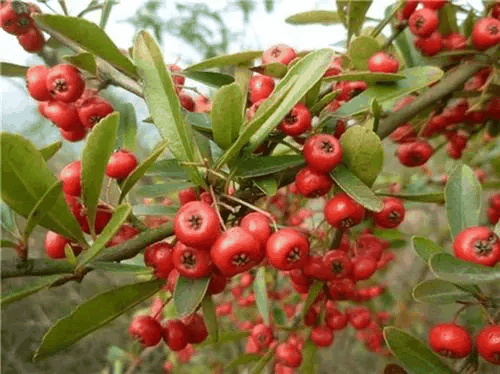 新疆野苹果