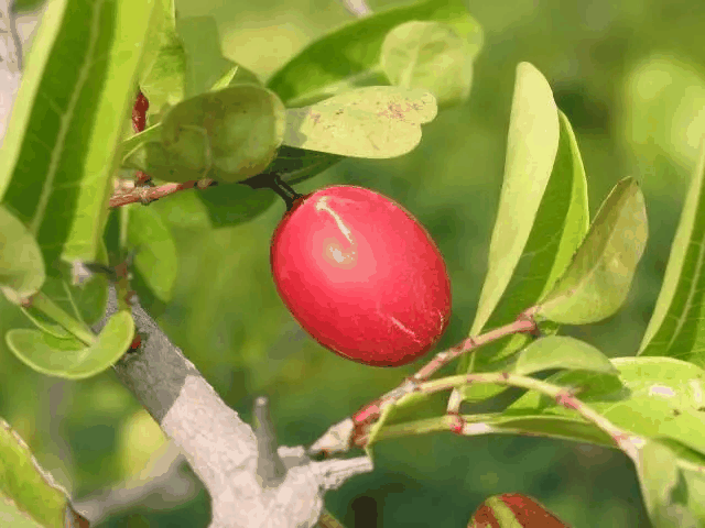 刺黄果