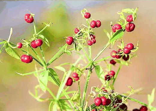 染色茜草