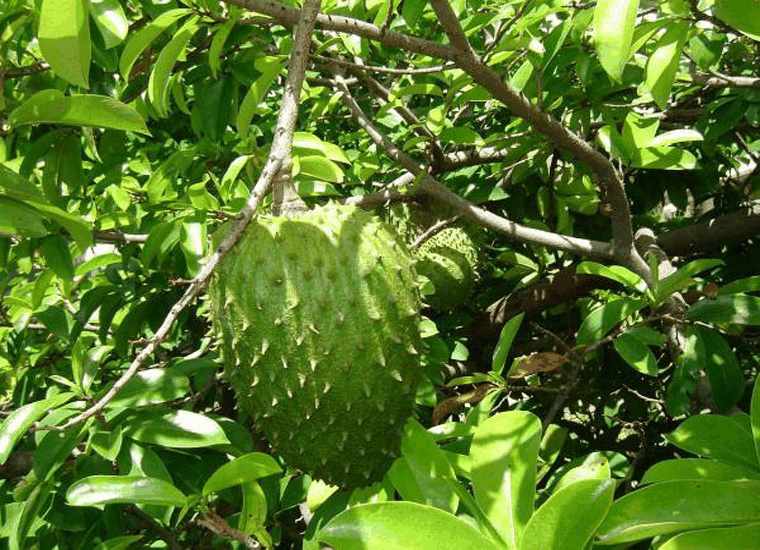 刺果番荔枝