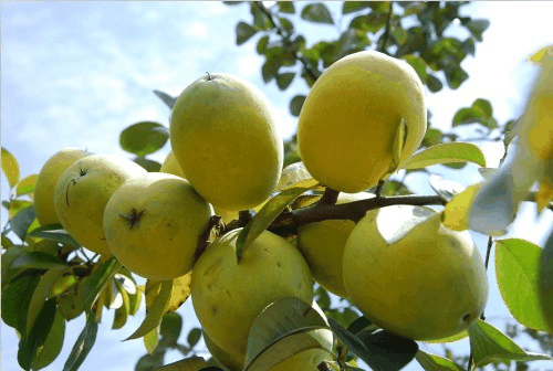 木瓜 (蔷薇科)