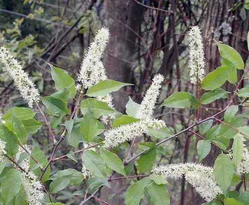 灰叶稠李