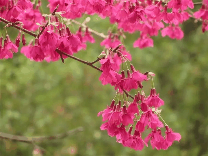 钟花樱花