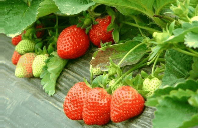 草莓属