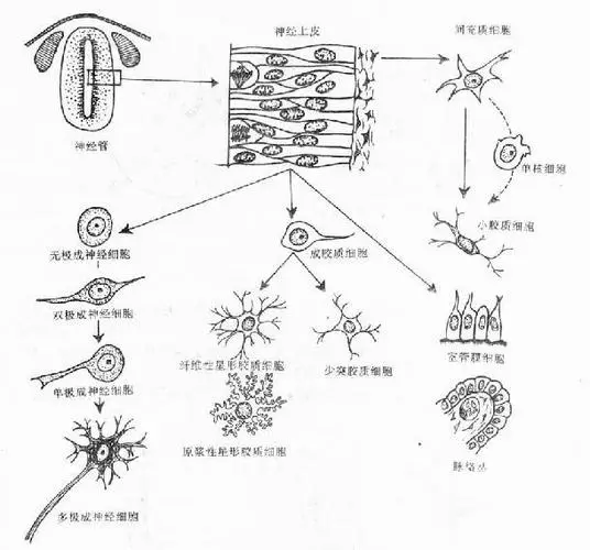 神经上皮细胞