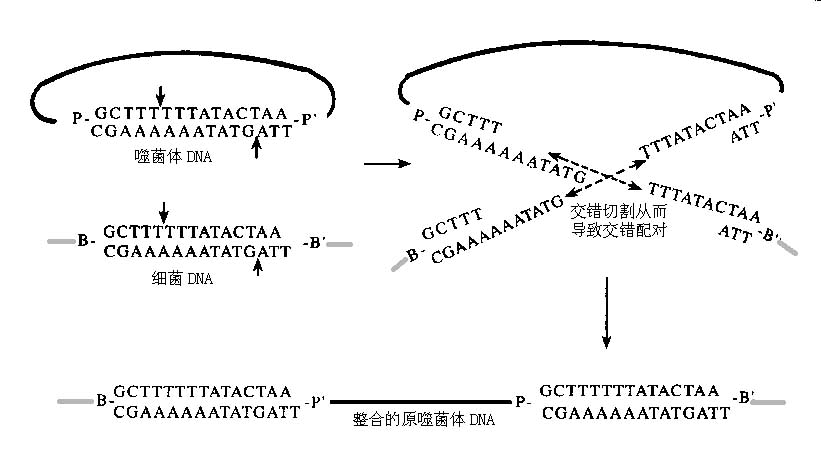 位点特异性重组