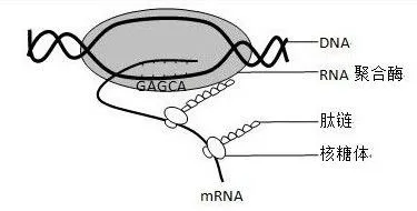 细胞外RNA