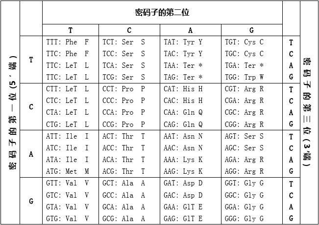 DNA密码子表