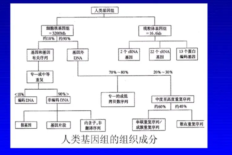 人类基因组编写计划