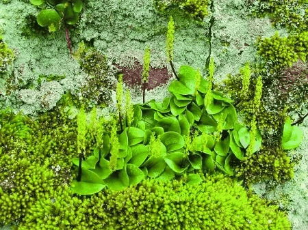 岩生植物