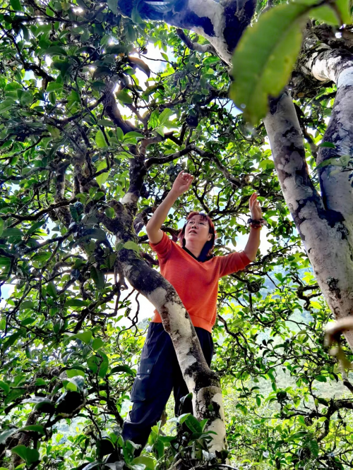 江燕勐海中福茶厂