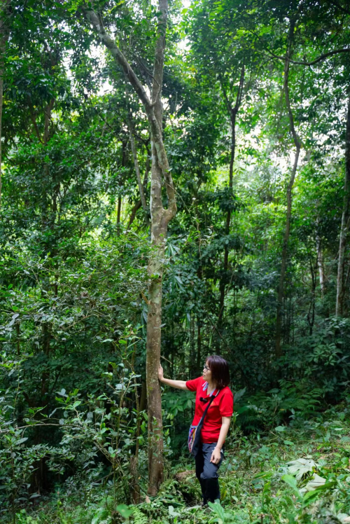 江燕勐海中福茶厂