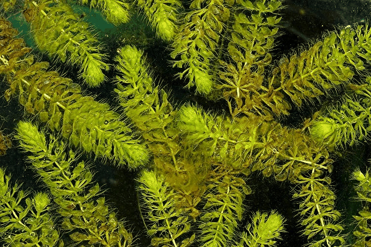 囊泡貉藻