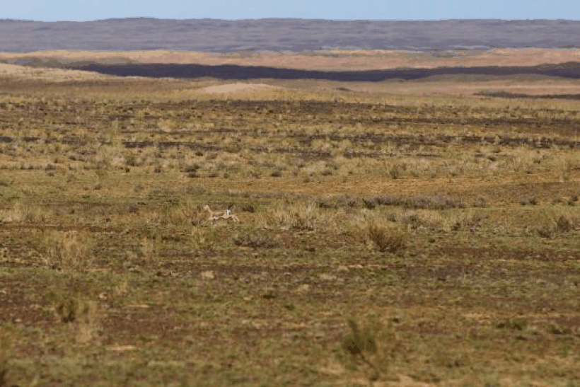卡拉麦里山有蹄类野生动物自然保护区