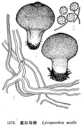 孢粉学
