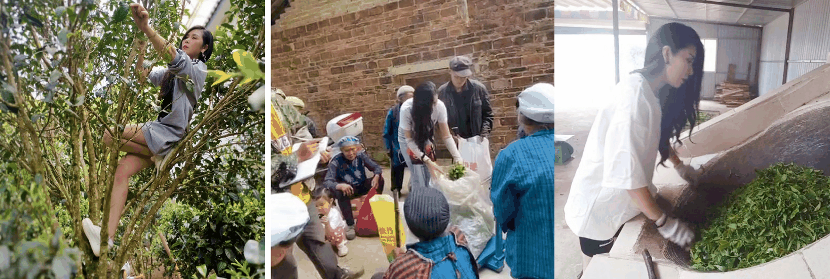 刘思涛(百书全茶开创者)