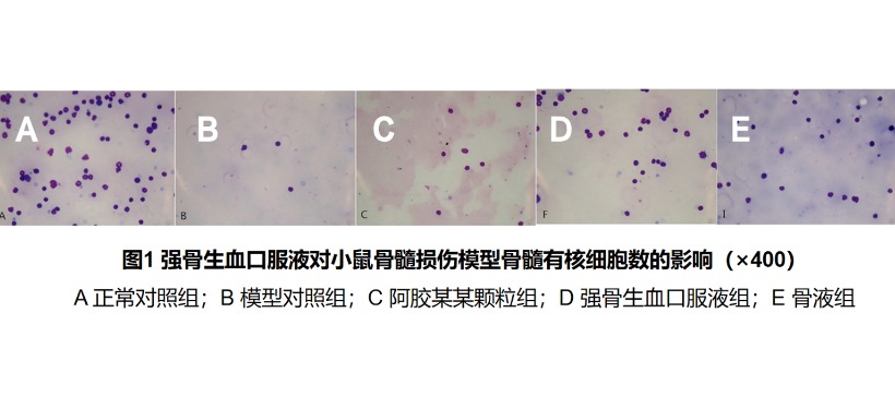 强骨生血口服液对小鼠骨髓损伤模型血液学指标的影响