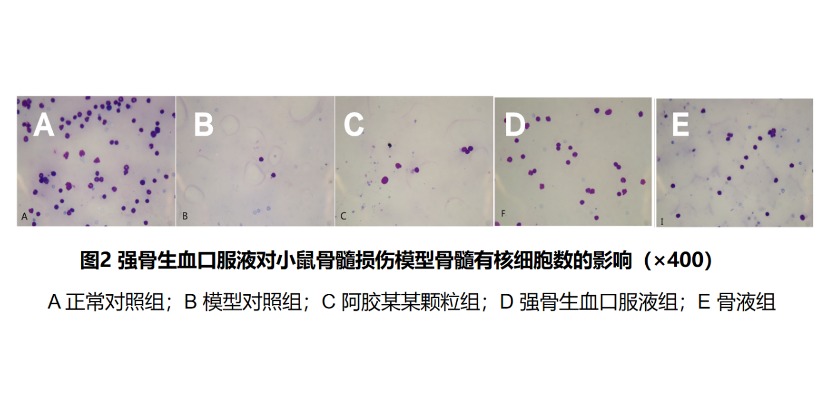 强骨生血口服液对小鼠骨髓损伤血液学指标的影响