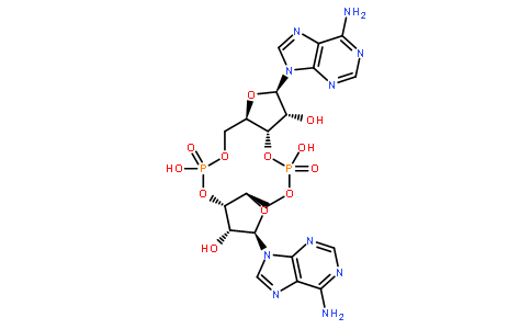 环腺苷酸