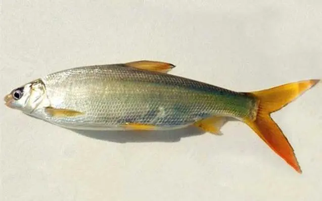 黄尾平口石首鱼