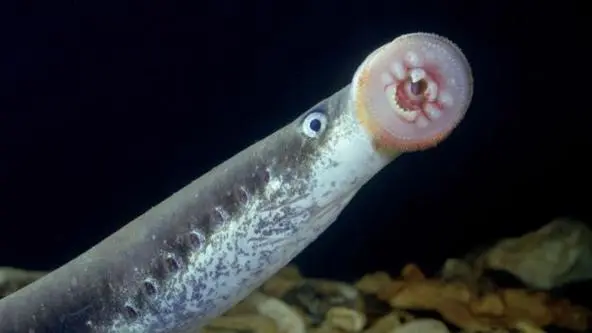 海七鳃鳗