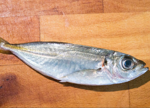 地中海竹䇲鱼
