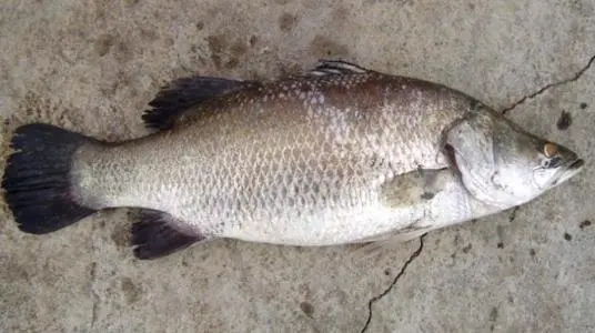 尼罗尖吻鲈
