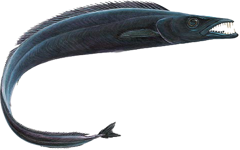 黑等鳍叉尾带鱼