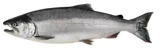 银鲑