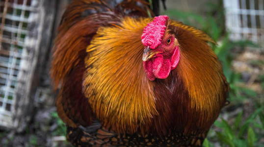 罗德岛红鸡