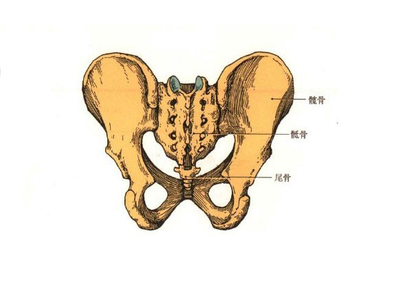 骨盆