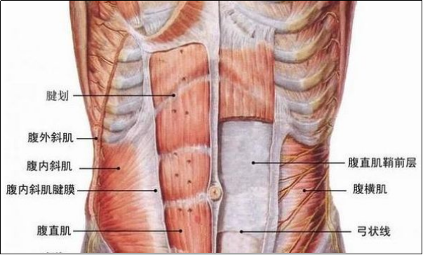 腹肋骨